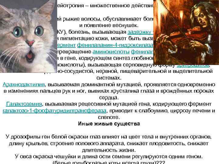    Плейотропия – множественное действие гена Ген, обуславливающий рыжие волосы, обуславливает более