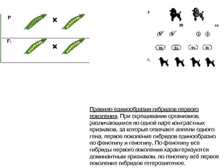 Правило единообразия гибридов первого поколения. При скрещивании организмов,  различающихся по одной паре контрастных