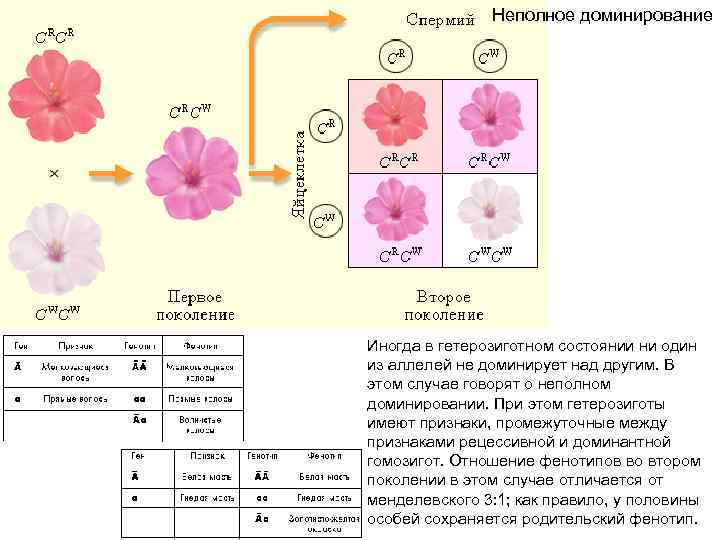 Гетерозиготное скрещивание при неполном доминировании. При неполном доминировании. Фенотип при неполном доминировании. Неполное доминирование гетерозигот. Расщепление по фенотипу при неполном доминировании.