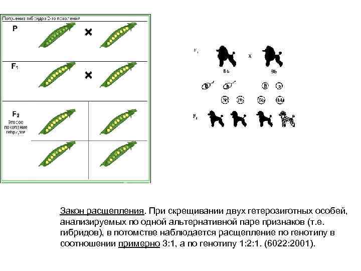 Закон расщепления. При скрещивании двух гетерозиготных особей,  анализируемых по одной альтернативной паре признаков