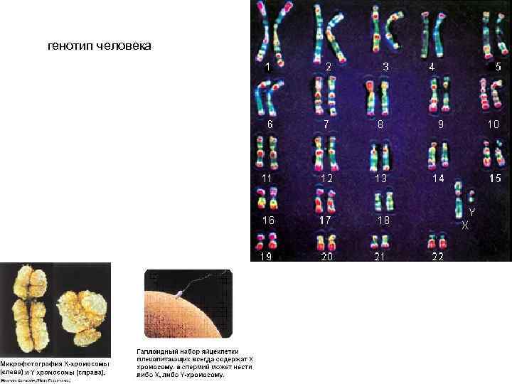 генотип человека 