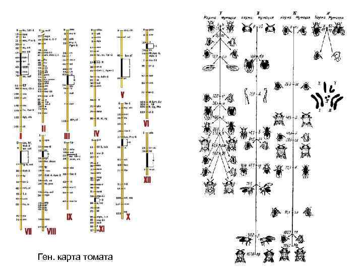 Ген. карта томата 
