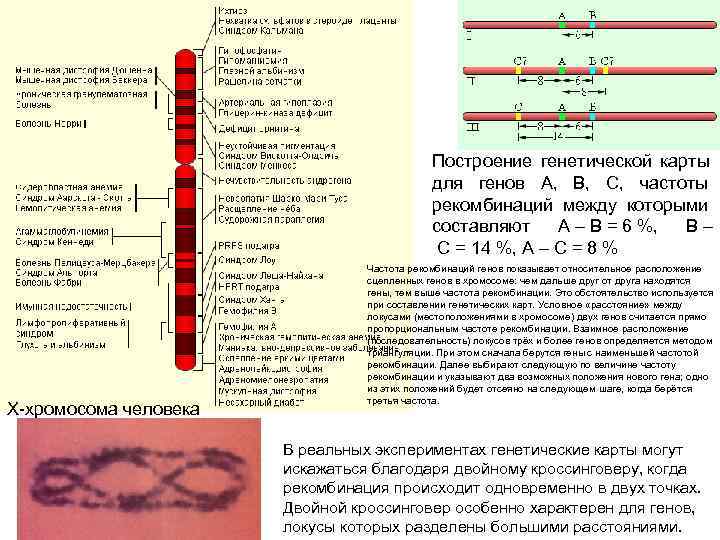      Построение генетической карты    для генов A,