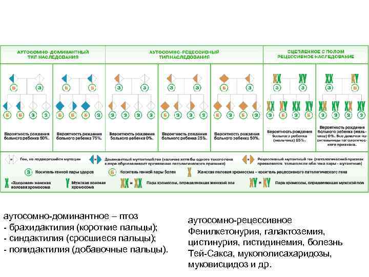 аутосомно-доминантное – птоз   аутосомно-рецессивное - брахидактилия (короткие пальцы); Фенилкетонурия, галактоземия,  -