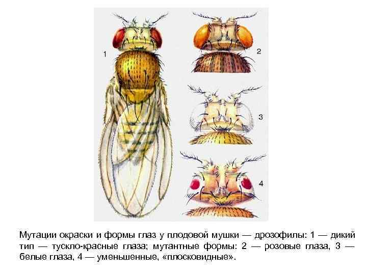 Разные наследственные формы мухи дрозофилы картинки