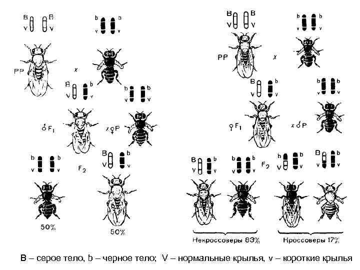 В – серое тело, b – черное тело;  V – нормальные крылья, v