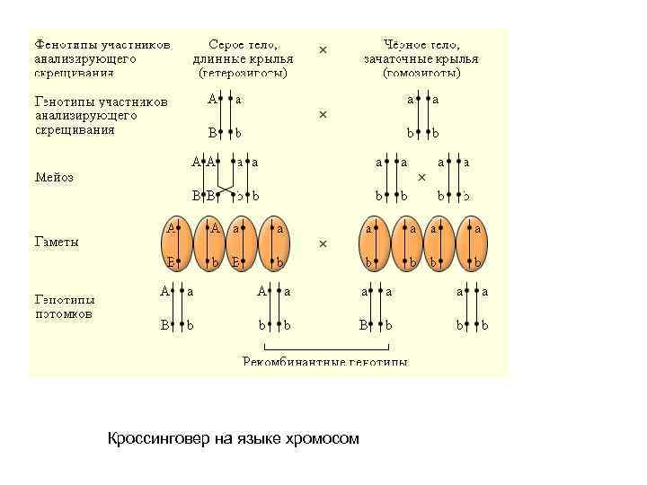 Кроссинговер на языке хромосом 