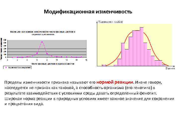 Изменчивость норм