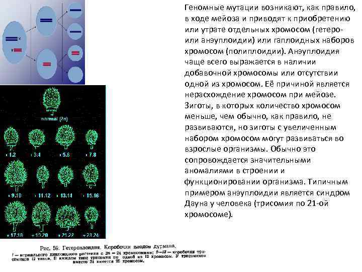 Каким номером на рисунке обозначена фаза мейоза нарушение механизмов которой может привести трисомии