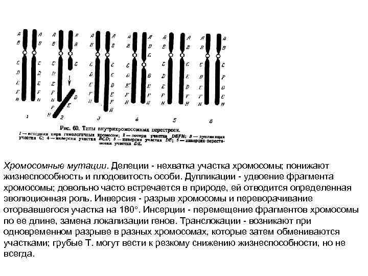 Хромосомные мутации. Делеции  нехватка участка хромосомы; понижают жизнеспособность и плодовитость особи. Дупликации 