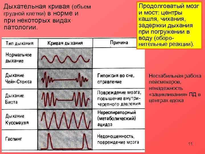 Дыхательная кривая (объем  Продолговатый мозг грудной клетки) в норме и  и мост: