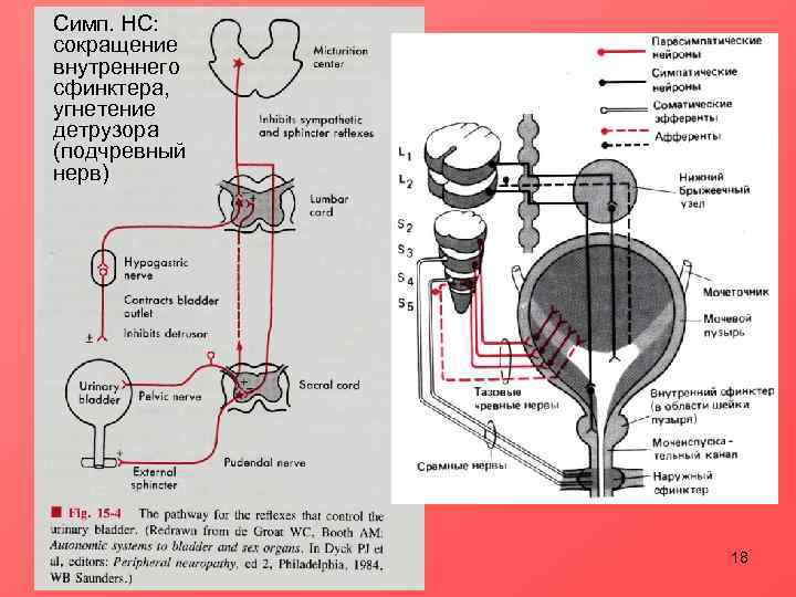 Симп. НС: сокращение внутреннего сфинктера, угнетение детрузора (подчревный нерв)    18 