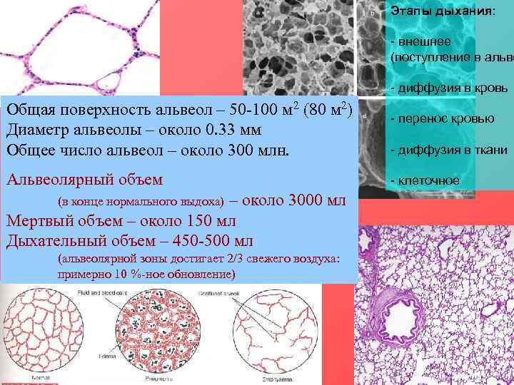       Этапы дыхания:      -