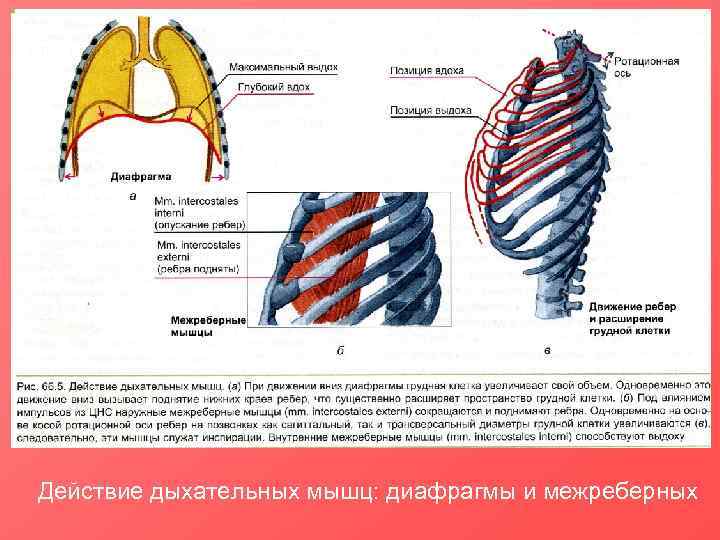 Действие дыхательных мышц: диафрагмы и межреберных 