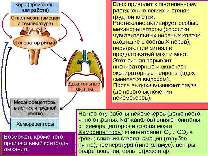        Вдох приводит к постепенному   
