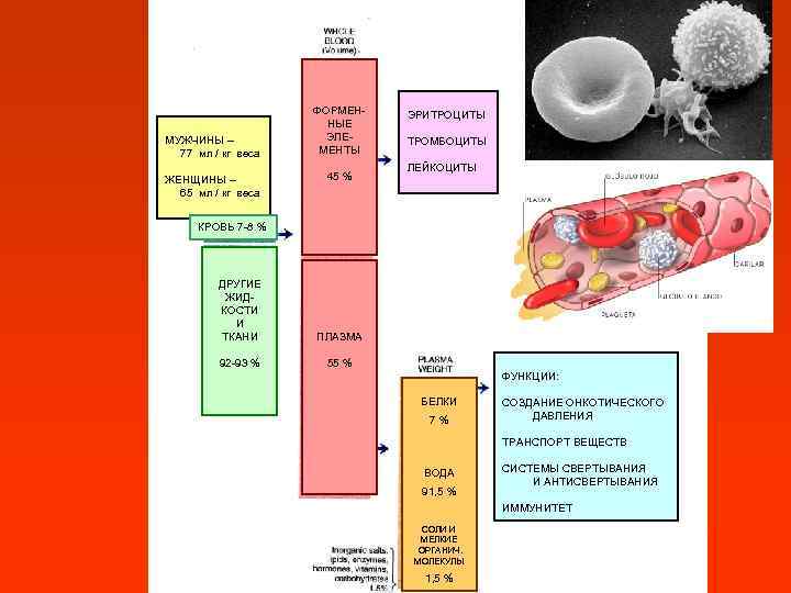       ЛЕЙКО-  НЕЙТРОФИЛЫ около 60 -65 % 