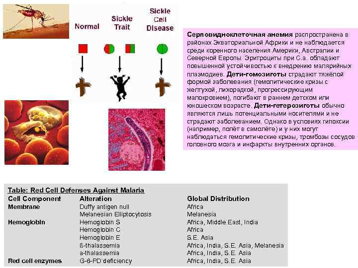      Серповидноклеточная анемия распространена в     районах