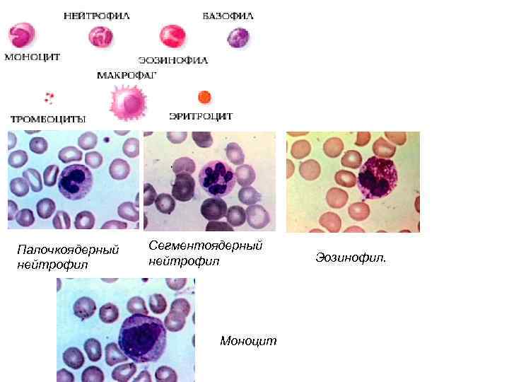 Палочкоядерные нейтрофилы фото