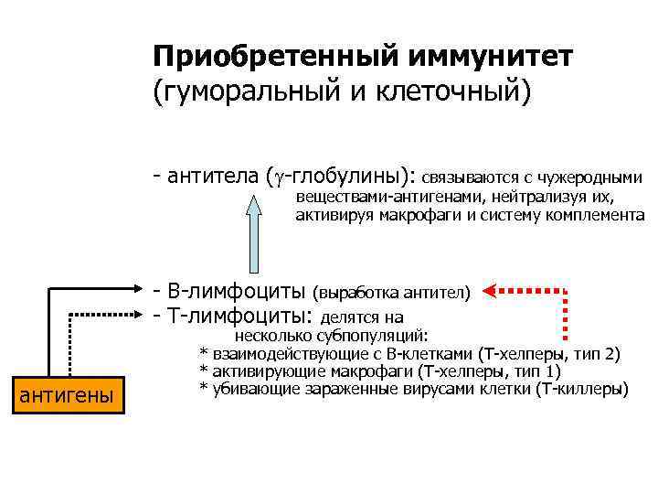   Приобретенный иммунитет  (гуморальный и клеточный)   - антитела ( -глобулины):