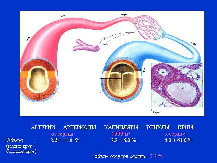6 капилляры. Артерии и артериолы. Артериолы венулы капилляры. Артерии артериолы капилляры венулы.