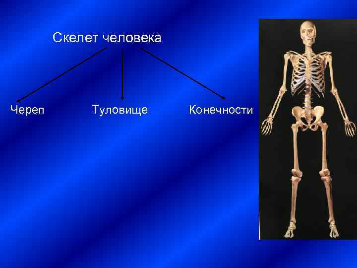 Скелет туловища конечностей. Скелет человека презентация. Скелет человека череп скелет туловища. Скелет для презентации. Скелет человека в различных популяциях.