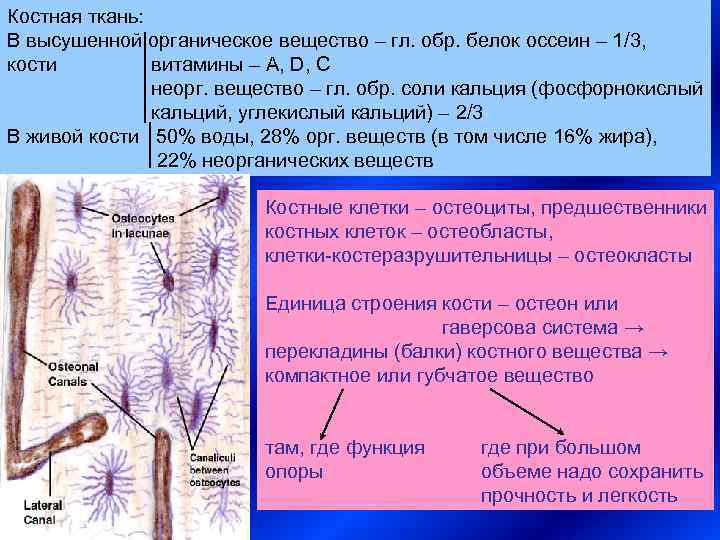 Костная ткань:  В высушенной органическое вещество – гл. обр. белок оссеин – 1/3,