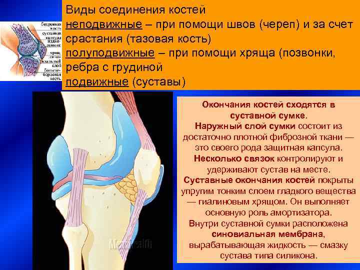 Виды соединения костей неподвижные – при помощи швов (череп) и за счет срастания (тазовая