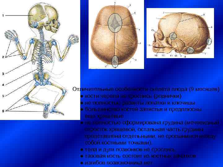 Отличительные особенности скелета плода (9 месяцев) ● кости черепа не срослись (роднички) ● не
