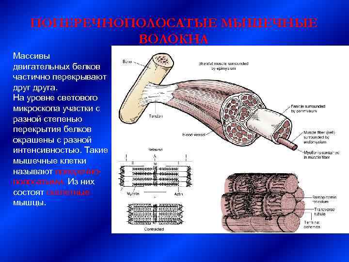   ПОПЕРЕЧНОПОЛОСАТЫЕ МЫШЕЧНЫЕ   ВОЛОКНА Массивы двигательных белков частично перекрывают друга. 
