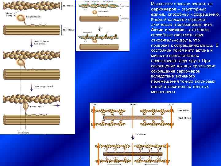 Мышечное волокно состоит из саркомеров – структурных единиц, способных к сокращению.  Каждый саркомер