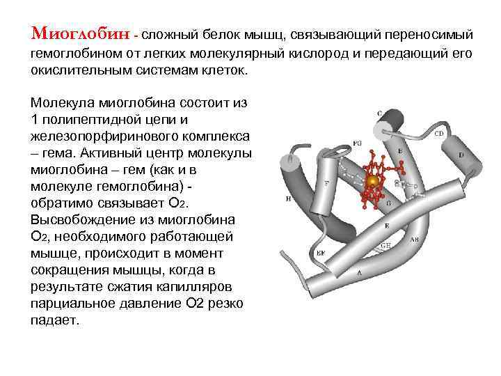 Миоглобин - сложный белок мышц, связывающий переносимый гемоглобином от легких молекулярный кислород и передающий
