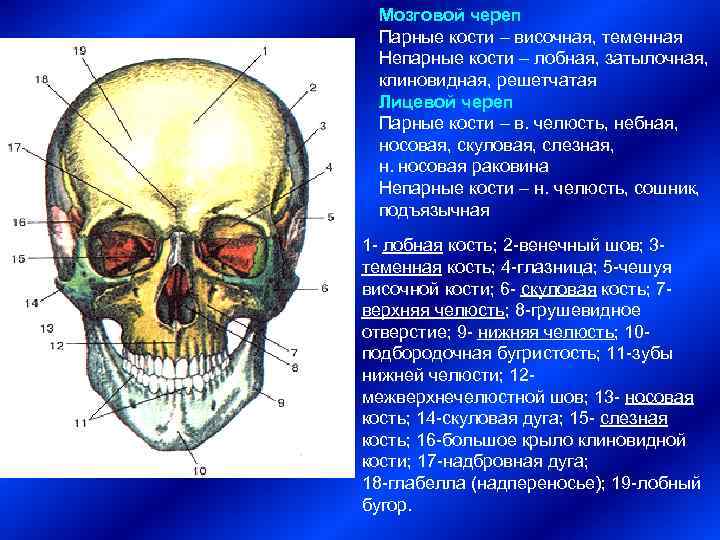 Парная кость черепа человека. Парные кости лицевого отдела черепа. Парные и непарные кости черепа человека. Кости мозгового черепа парные и непарные. Строение парных и непарных костей черепа.