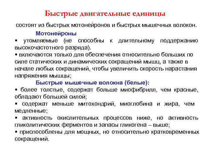    Быстрые двигательные единицы состоят из быстрых мотонейронов и быстрых мышечных волокон.