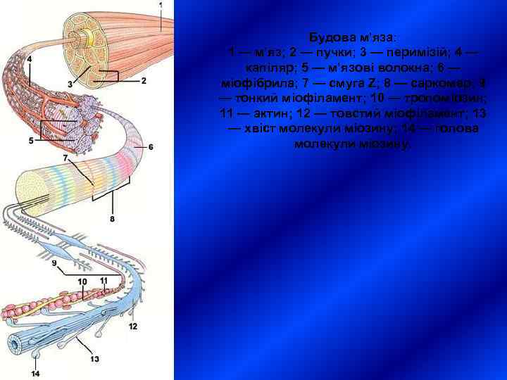    Будова м’яза:  1 — м’яз; 2 — пучки; 3 —