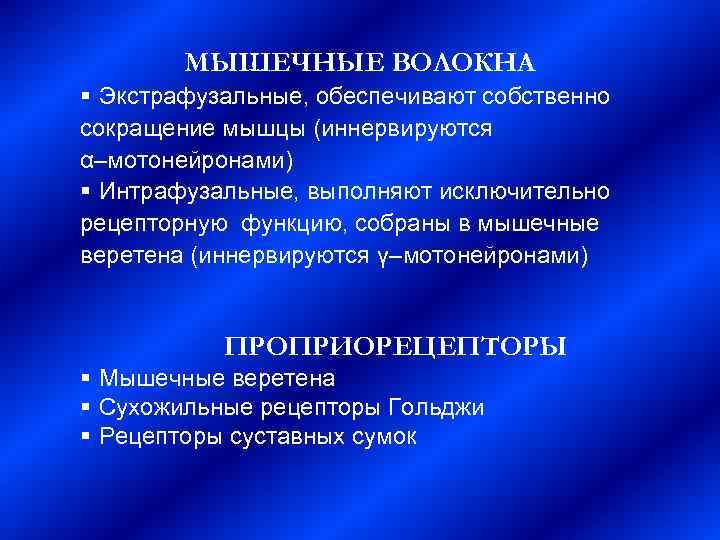   МЫШЕЧНЫЕ ВОЛОКНА § Экстрафузальные, обеспечивают собственно сокращение мышцы (иннервируются α–мотонейронами) § Интрафузальные,