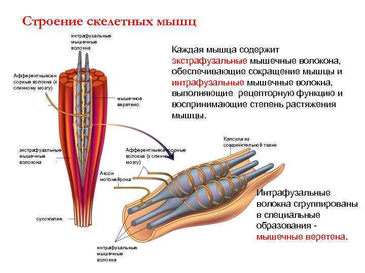   Строение скелетных мышц     интрафузальные    мышечные