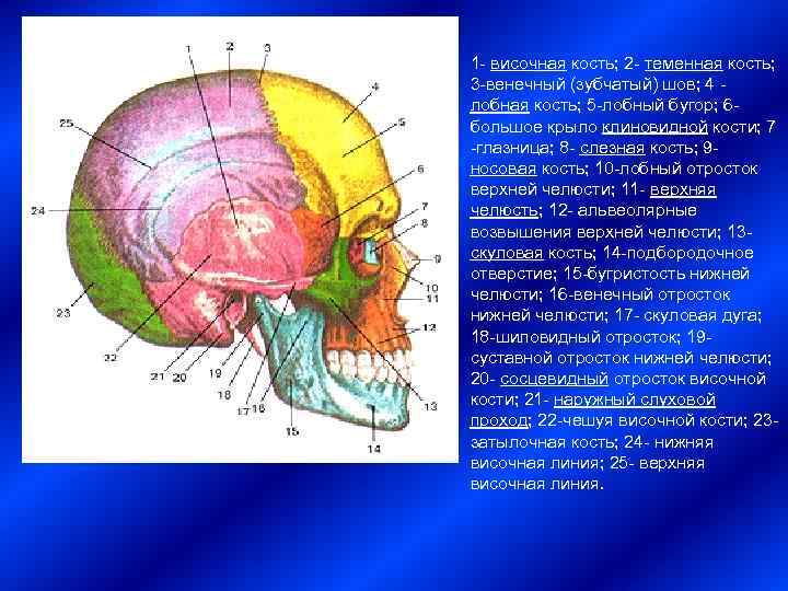 1 - височная кость; 2 - теменная кость;  3 -венечный (зубчатый) шов; 4