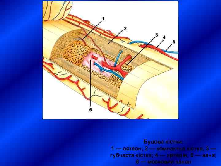   Будова кістки: 1 — остеон; 2 — компактна кістка; 3 — губчаста