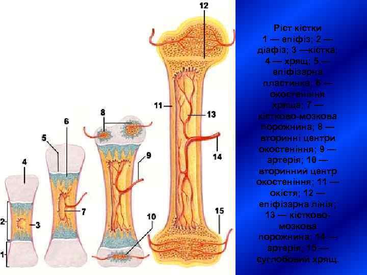  Ріст кістки  1 — епіфіз; 2 — діафіз; 3 —кістка;  4