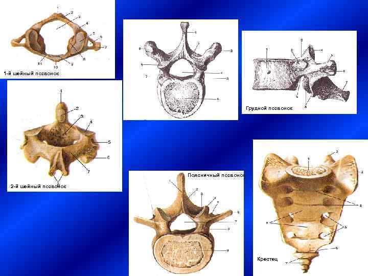 1 -й шейный позвонок     Грудной позвонок    