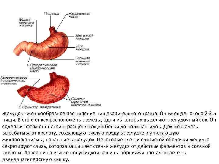 Желудок - мешкообразное расширение пищеварительного тракта. Он вмещает около 2 -3 л пищи. В