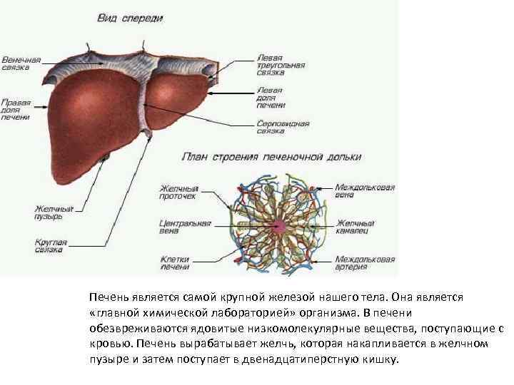 Печень является самой крупной железой нашего тела. Она является  «главной химической лабораторией» организма.