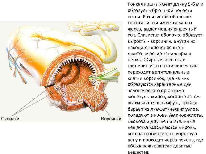 Тонкая кишка имеет длину 5 -6 м и образует в брюшной полости петли. В