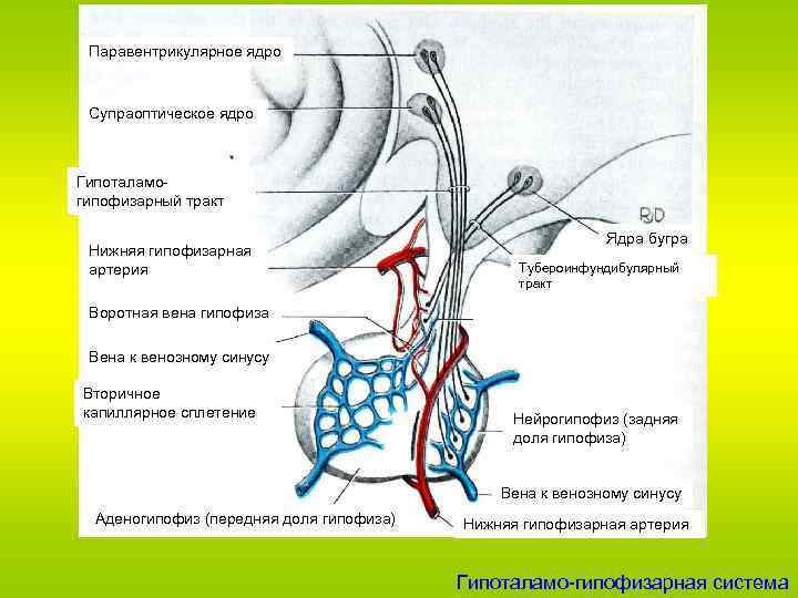 Гипоталамо гипофизарная система гистология рисунок