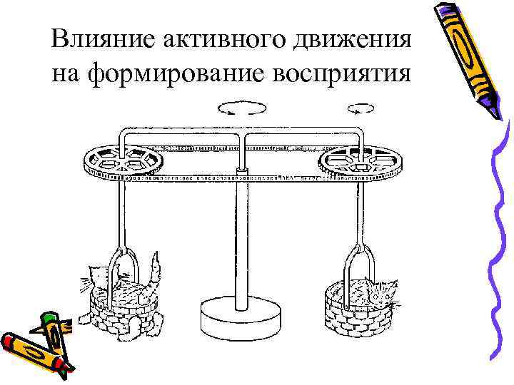 Влияние активного движения на формирование восприятия Влияние активного движения на формирование восприятия