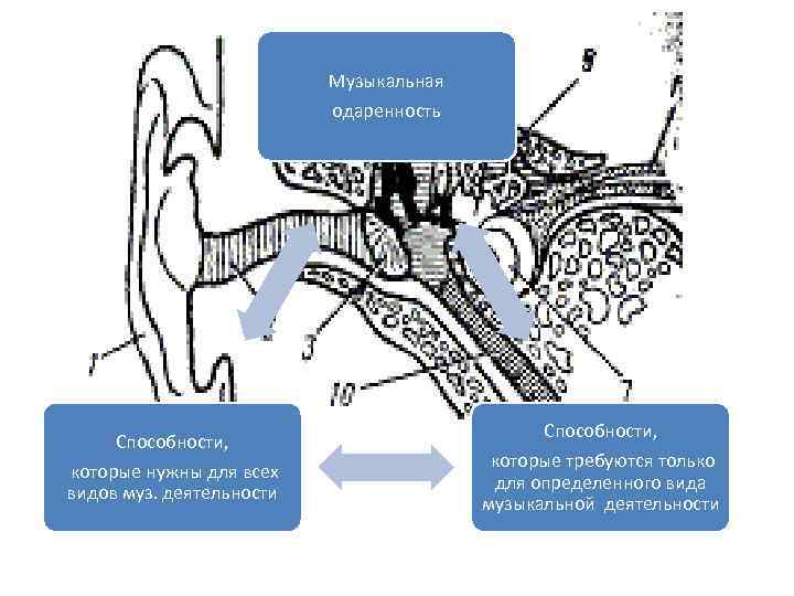      Музыкальная      одаренность  