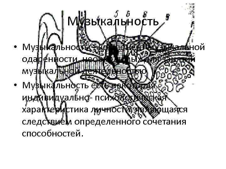    Музыкальность • Музыкальность – компонент музыкальной  одаренности, необходимых для занятий