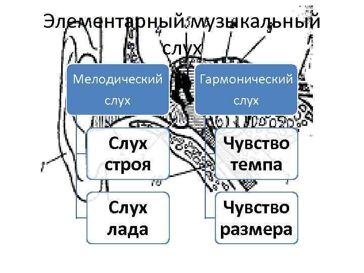 Элементарный музыкальный  слух  Мелодический  Гармонический  слух   Слух 
