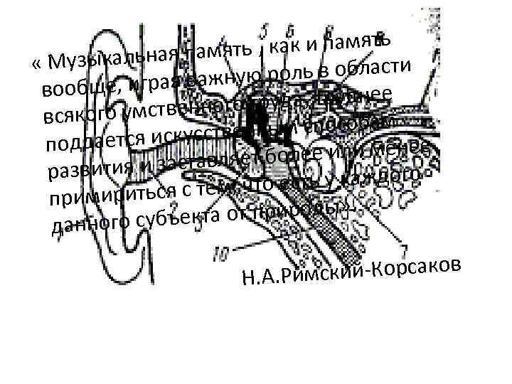   узыкальная пам ять , как и память «М    роль