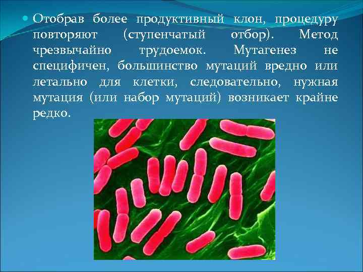  Отобрав более продуктивный клон, процедуру  повторяют  (ступенчатый  отбор). Метод 